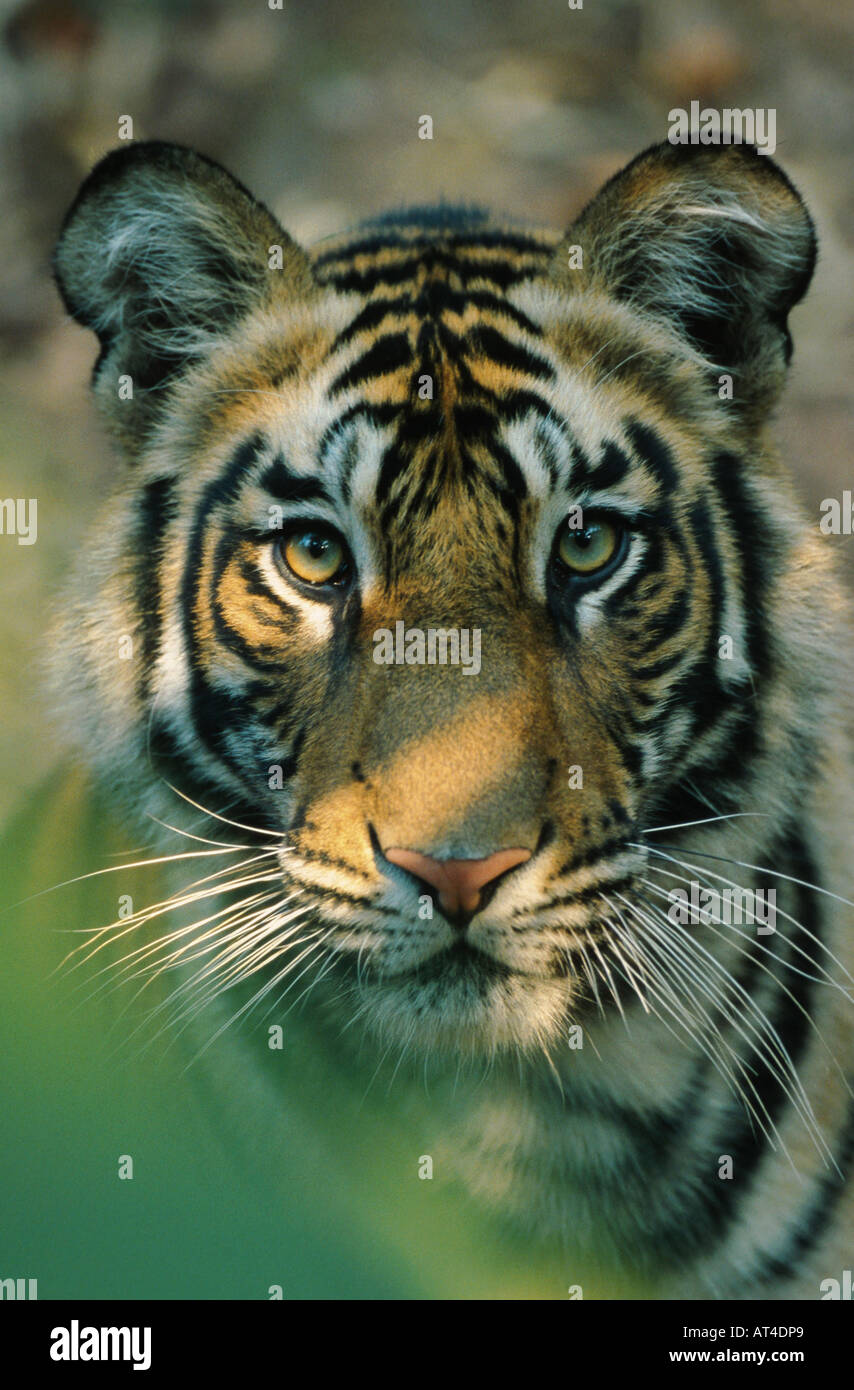 Bengal tiger (Panthera tigris tigris), semiadult, India, Bandhavgarh Np Stock Photo
