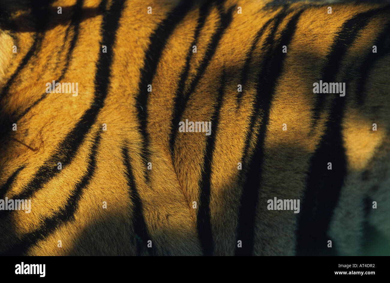 Bengal tiger (Panthera tigris tigris), detail of the fur, India Stock Photo