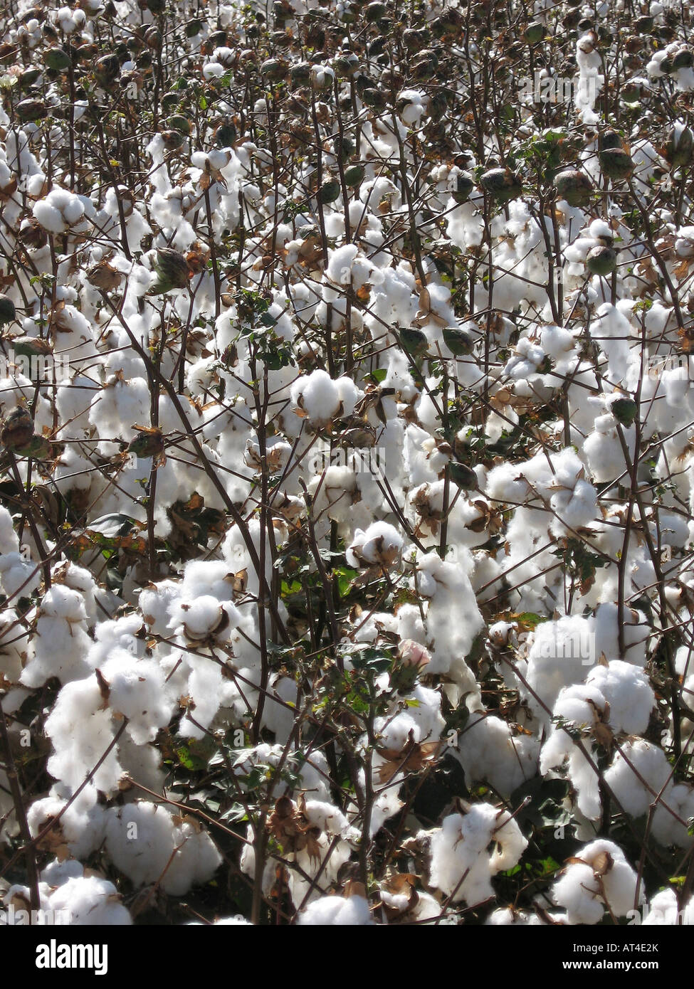 Cotton field in northwestern Arizona, USA Stock Photo Alamy