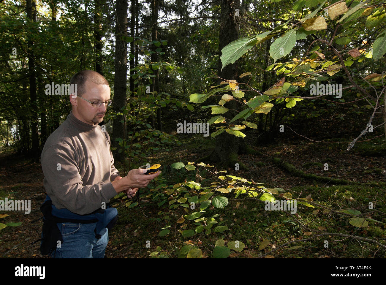 Male hiker verifying the course with a GPS receiver in the forest of Stockholm Stockholms Lan Sweden September 2007 Stock Photo