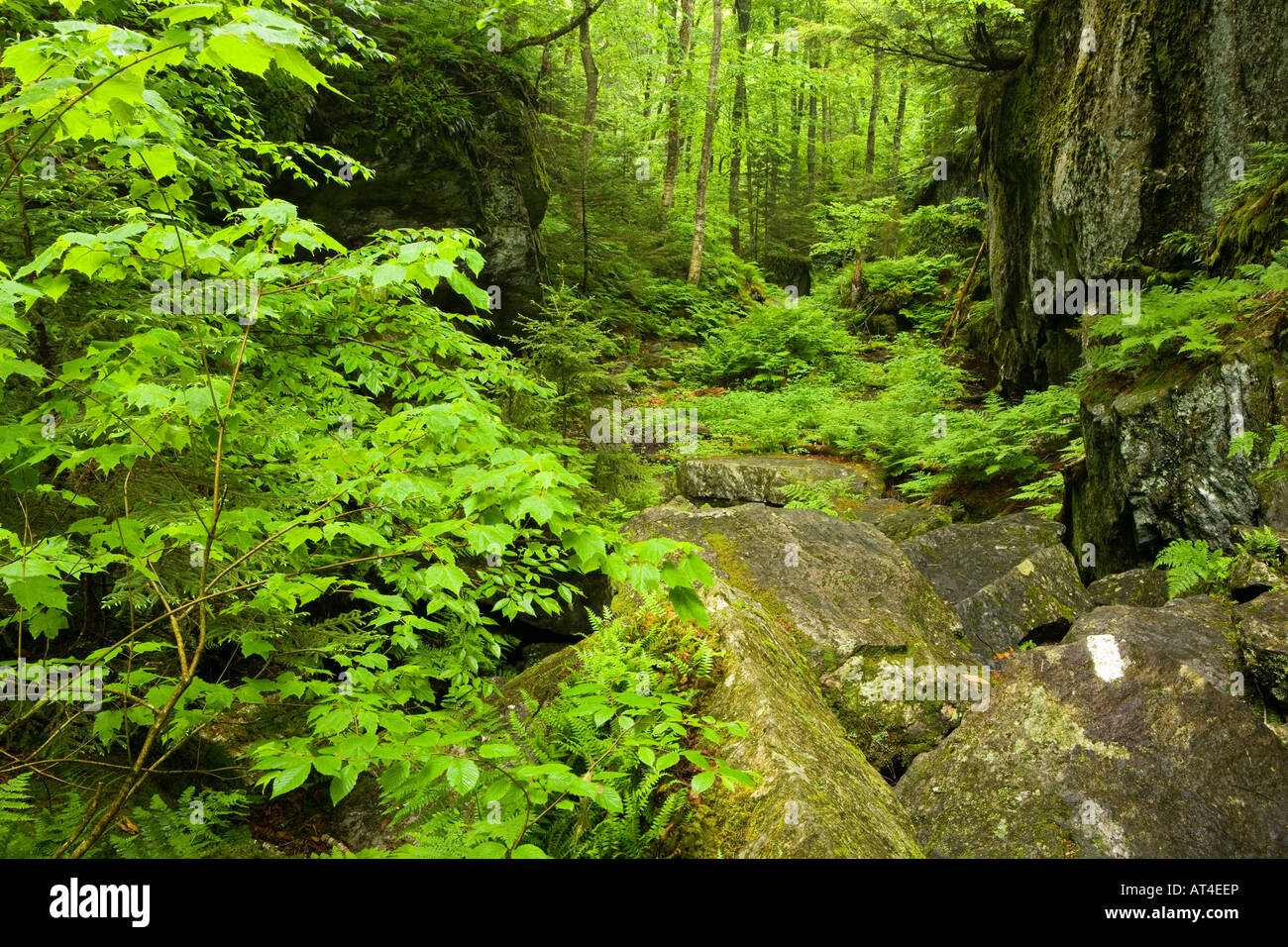 Devil's Gulch in Eden, Vermont. The Long Trail. Green Mountains. Summer