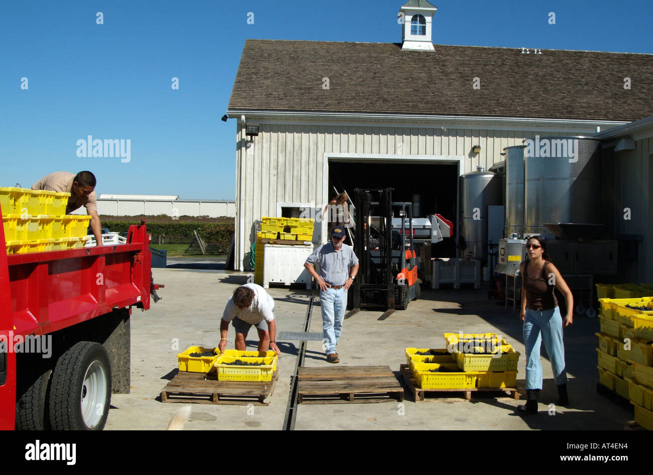 Grapes arrive at harvest time Bedell Winery at Cutchogue on Long Island