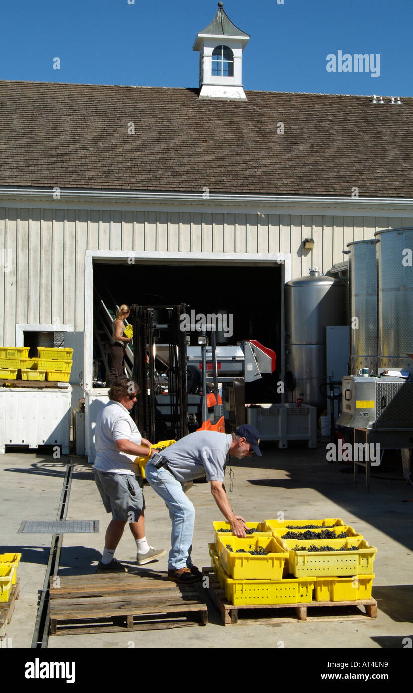 Grapes arrive at harvest time Bedell Winery at Cutchogue on Long Island
