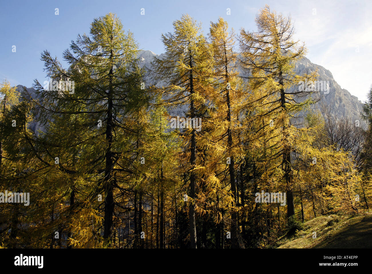 Alpine larch tree hi-res stock photography and images - Alamy