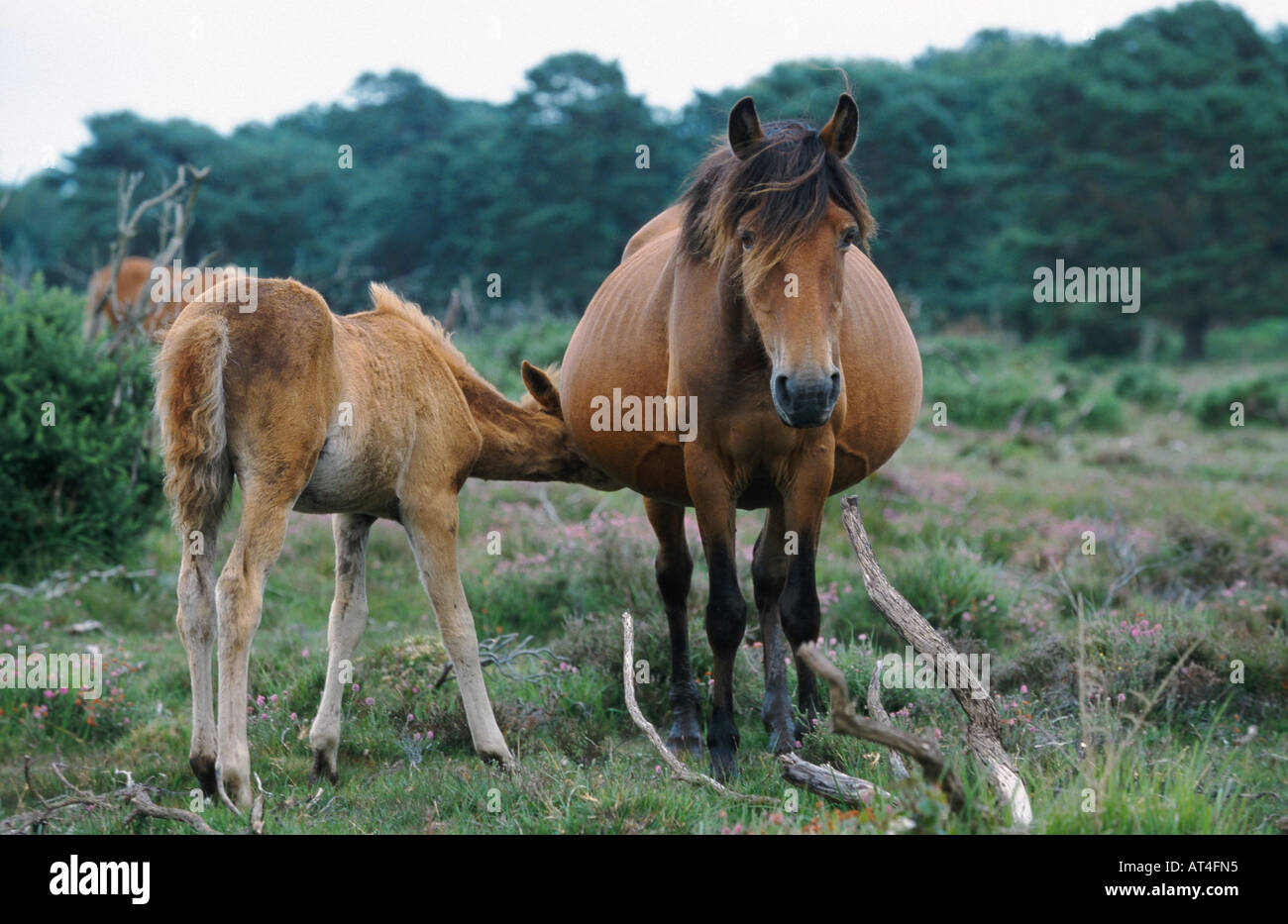 New Forest pony (Equus przewalskii f. caballus), mare nursing foal Stock Photo