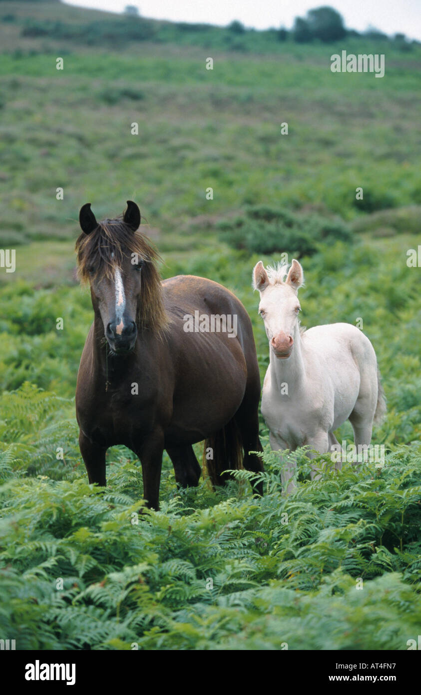 New Forest pony (Equus przewalskii f. caballus), mare with foal, Grossbritannien Stock Photo