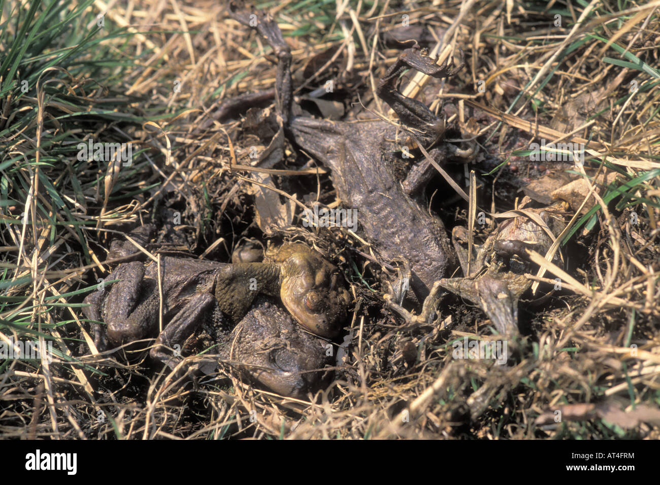 male toad alive among dead females Stock Photo