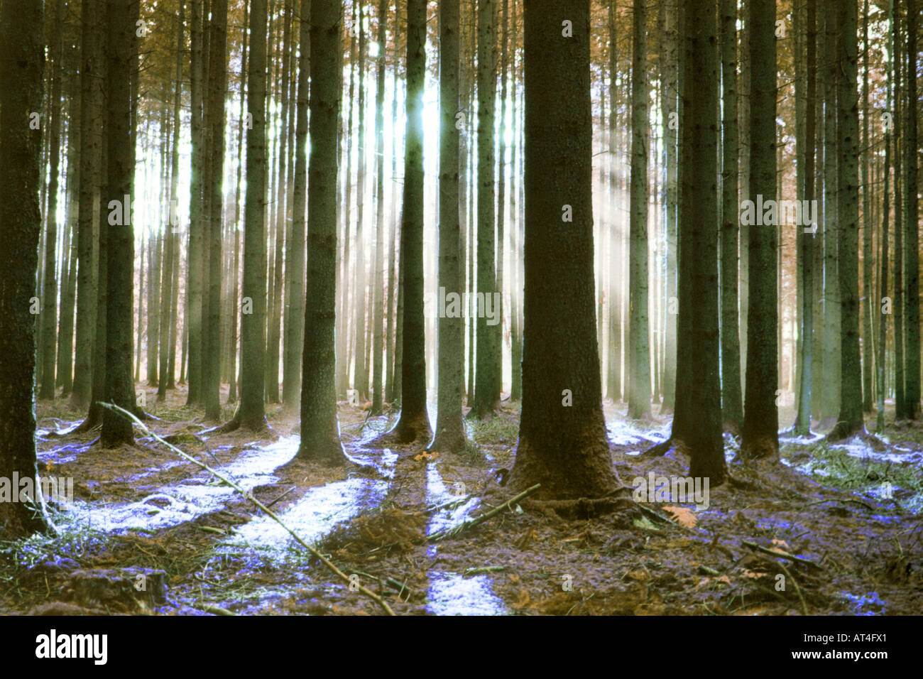 Norway spruce (Picea abies) Stock Photo