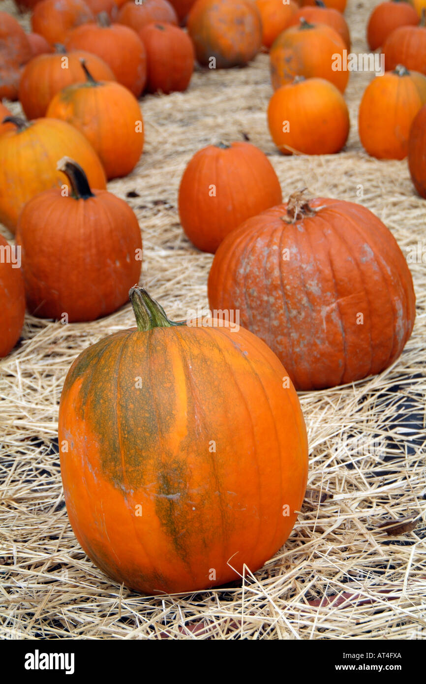 Pumpkins. Cucurbitaceous plant.Selection on Sale in USA Stock