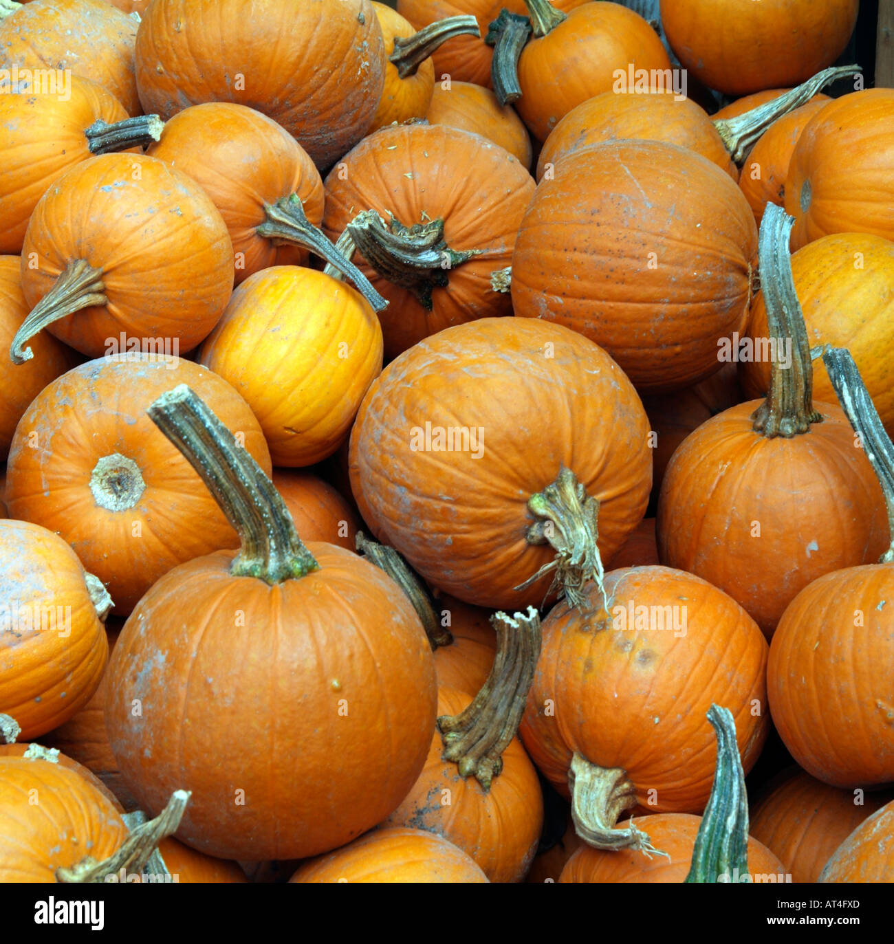 Pumpkins. Cucurbitaceous plant.Selection on Sale in USA Stock