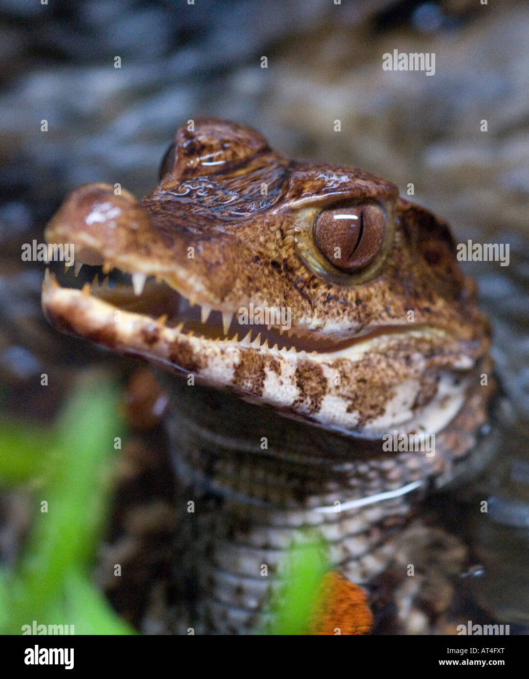 young pokes his head out of the Stock Photo - Alamy