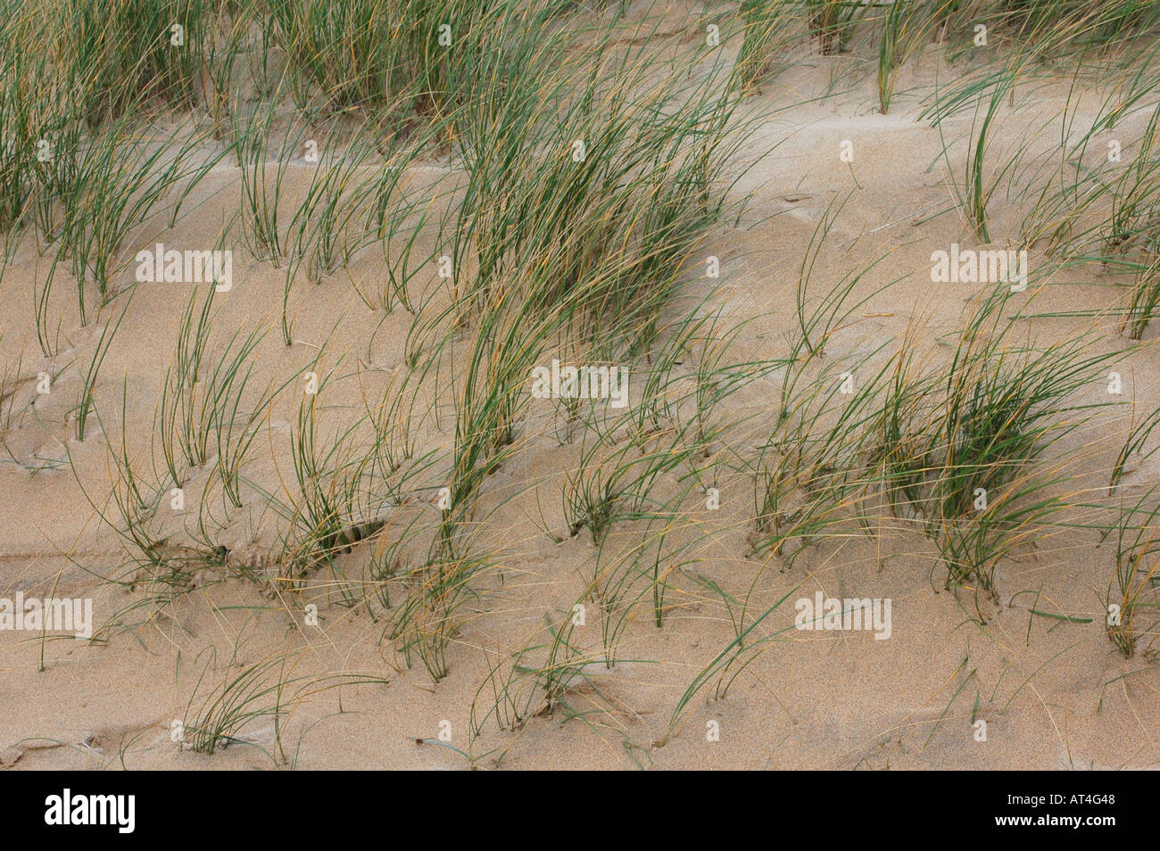 Marram Grass spreads through loose sand by tough rhizomes Stock Photo