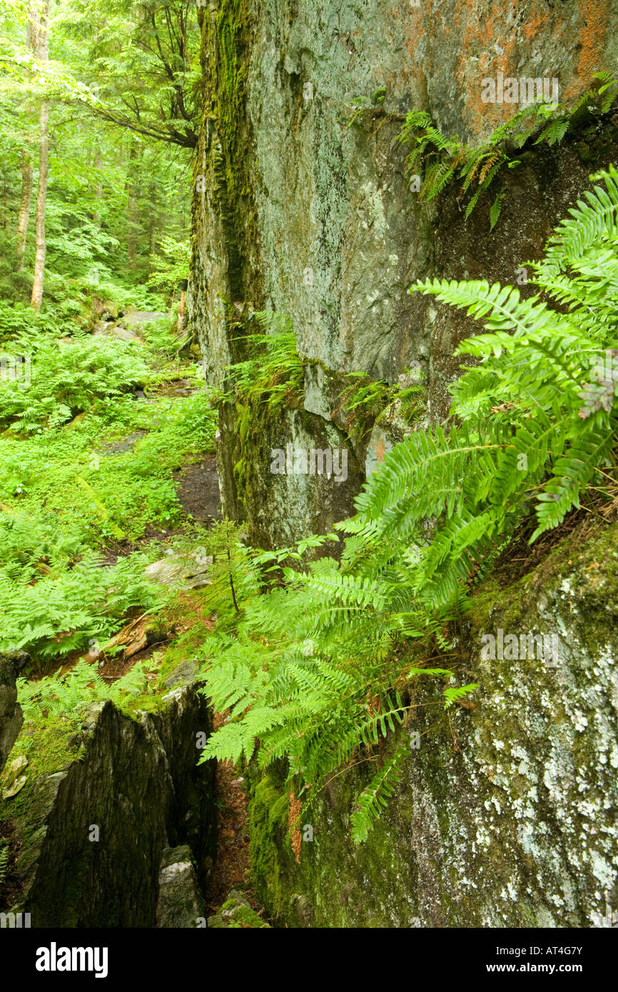 Devil's Gulch in Eden, Vermont. The Long Trail. Green Mountains. Summer