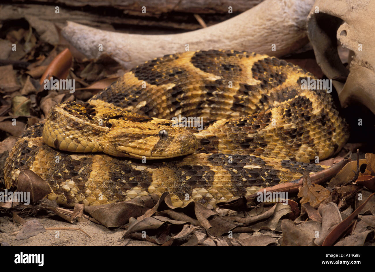 Puff Adder snake Bitis arietans arietans Africa Arabia Stock Photo Alamy