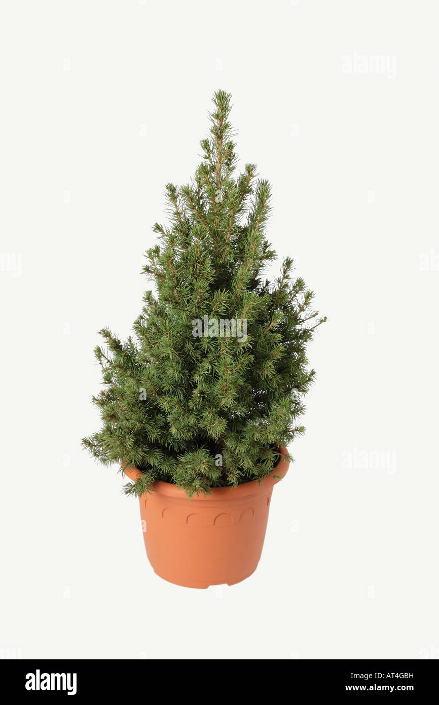 Conifer tree cut out hires stock photography and images Alamy