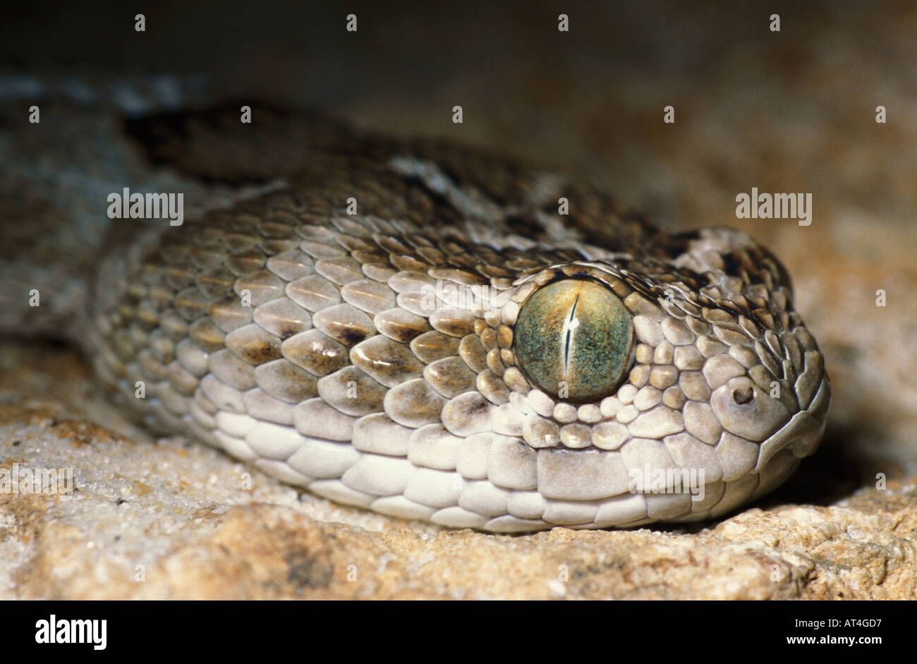 Saw scaled Viper Snake Echis carinatus leakeyi Africa Stock Photo