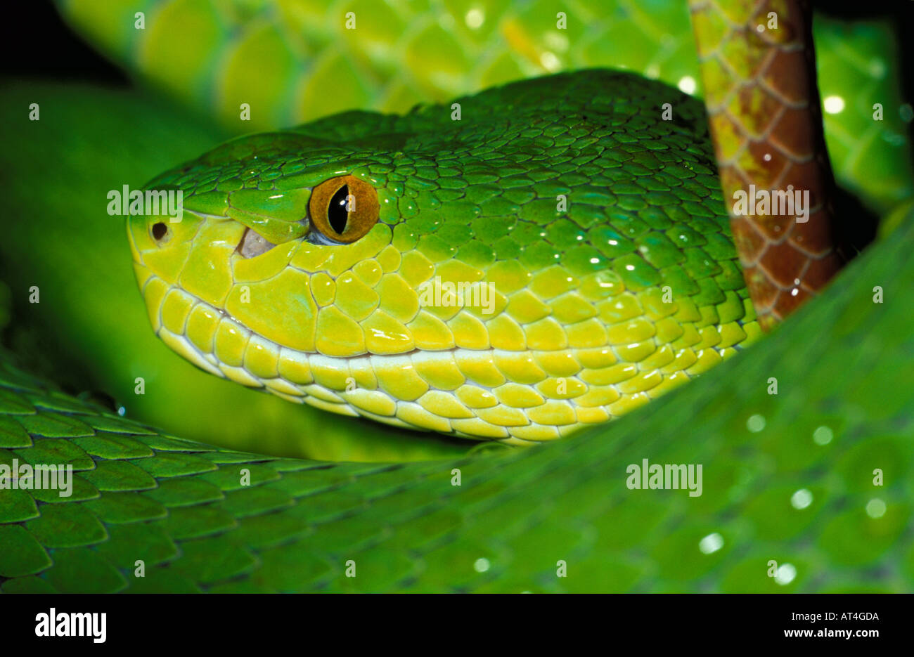 White Lipped Viper Snake Trimeresurus albolabris SE Asia Stock Photo