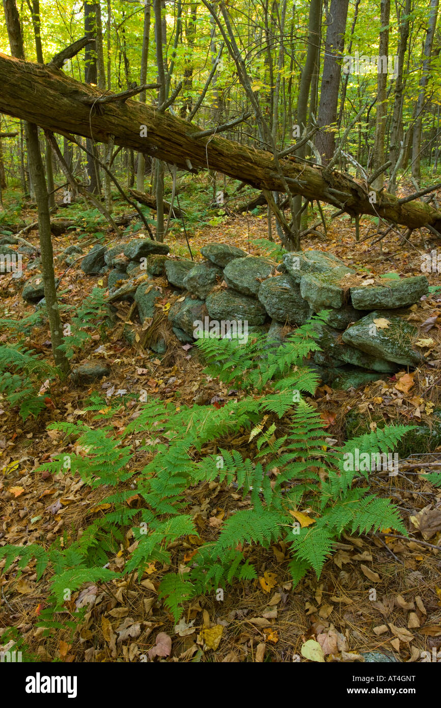 Stone wall new england forest hi-res stock photography and images - Alamy