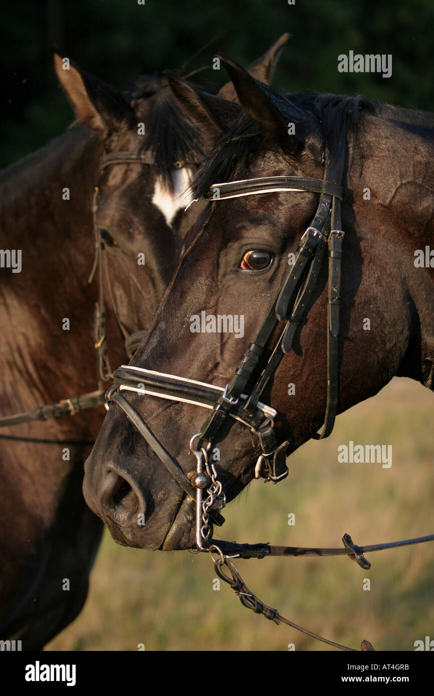 Girl riding bay dressage horse hi-res stock photography and images - Alamy