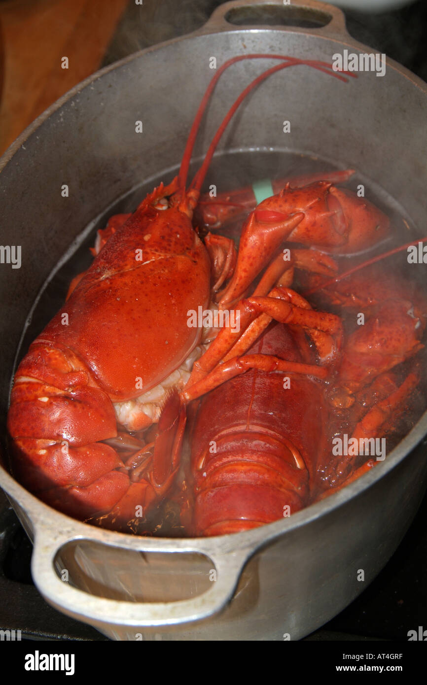 Lobsters cooking in a pot of boiling water Stock Photo Alamy