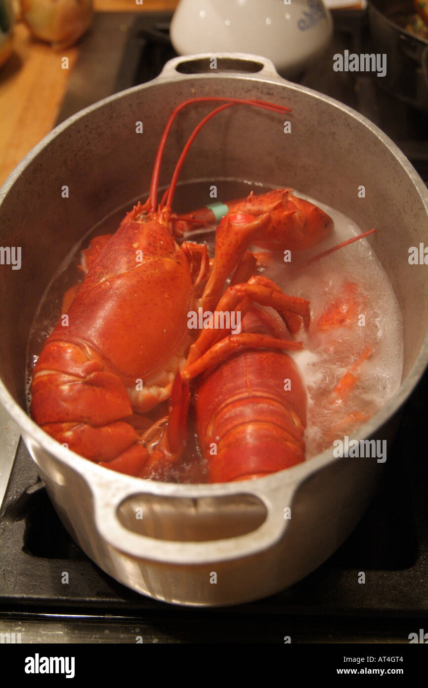 Lobsters Cooking In A Pot Of Boiling Water Stock Photo Alamy