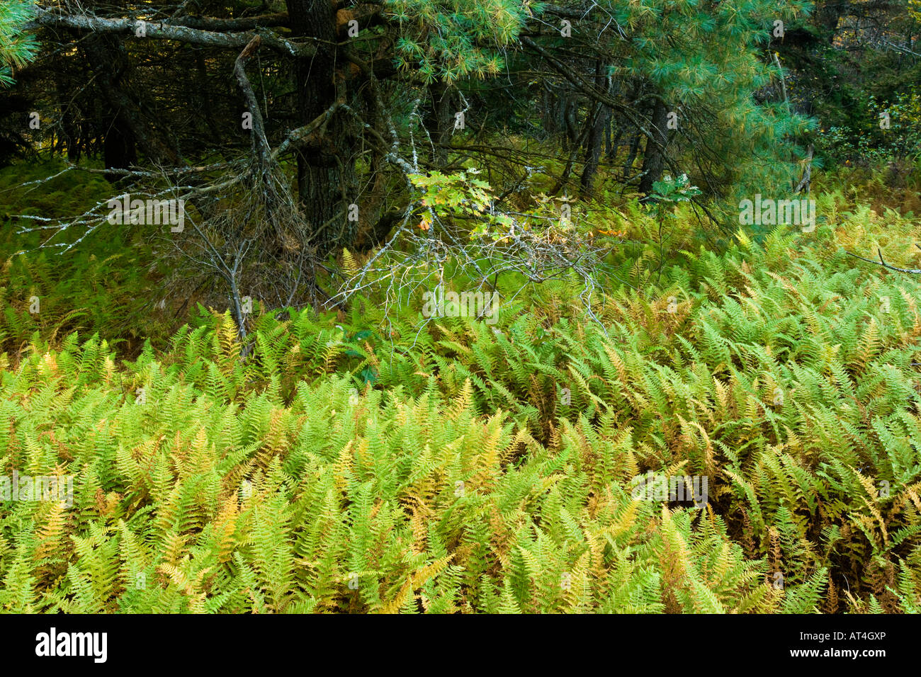 Stone wall new england forest hi-res stock photography and images - Alamy