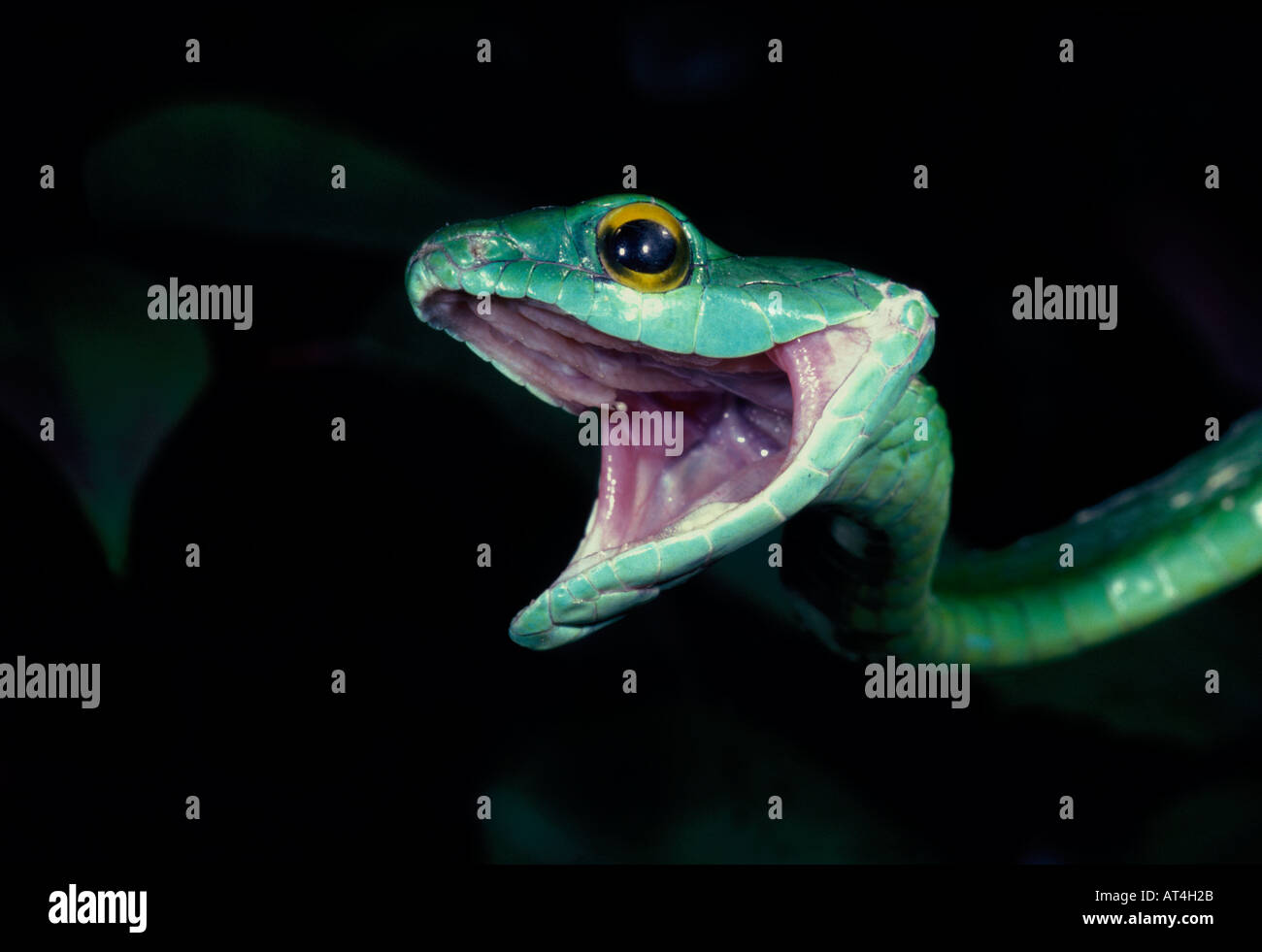 Parrot snake leptophis ahaetulla hi-res stock photography and images ...