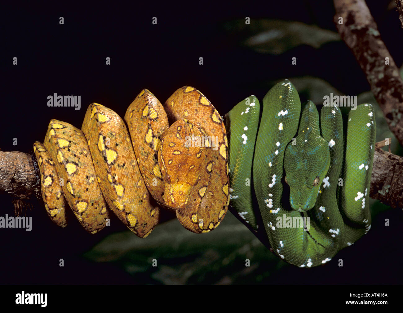 Green Tree Python Snake Chondropython virdis Australia New Guinea Stock Photo
