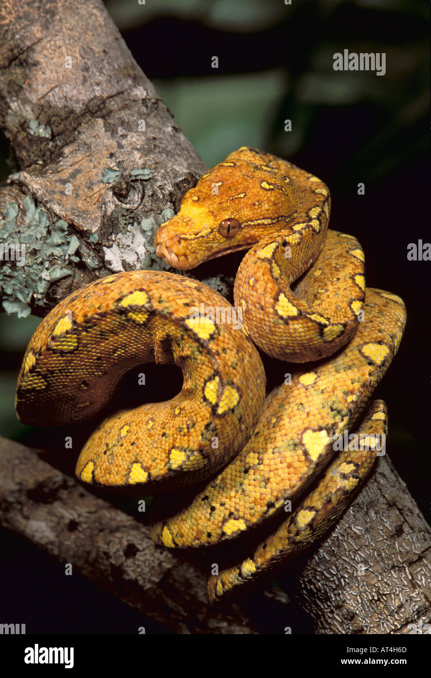 Green Tree Python Snake Chondropython virdis Australia New Guinea Stock Photo