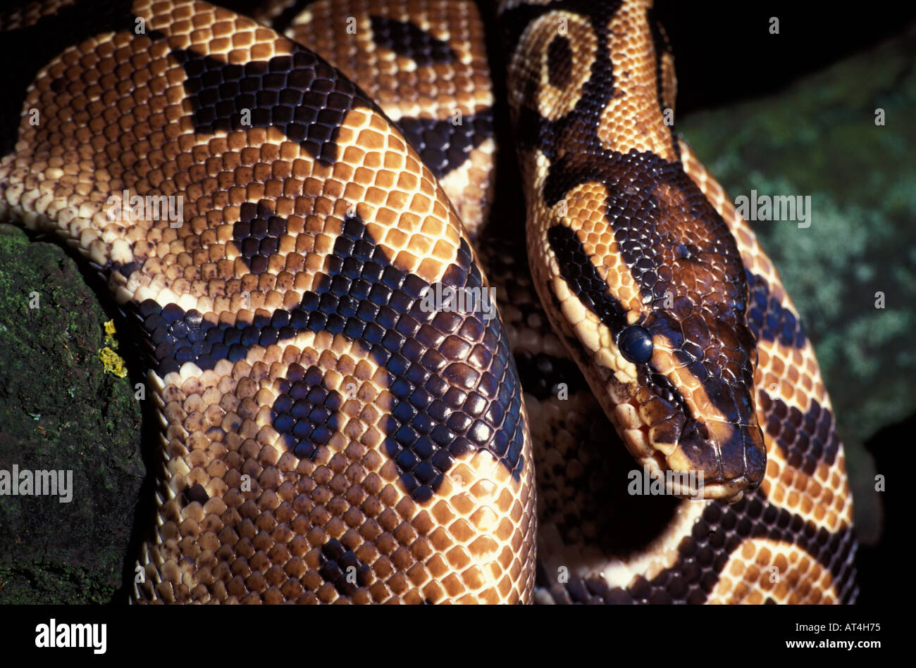 Royal Python Snake Python regius curled around tree trunk West Africa Gambia Stock Photo