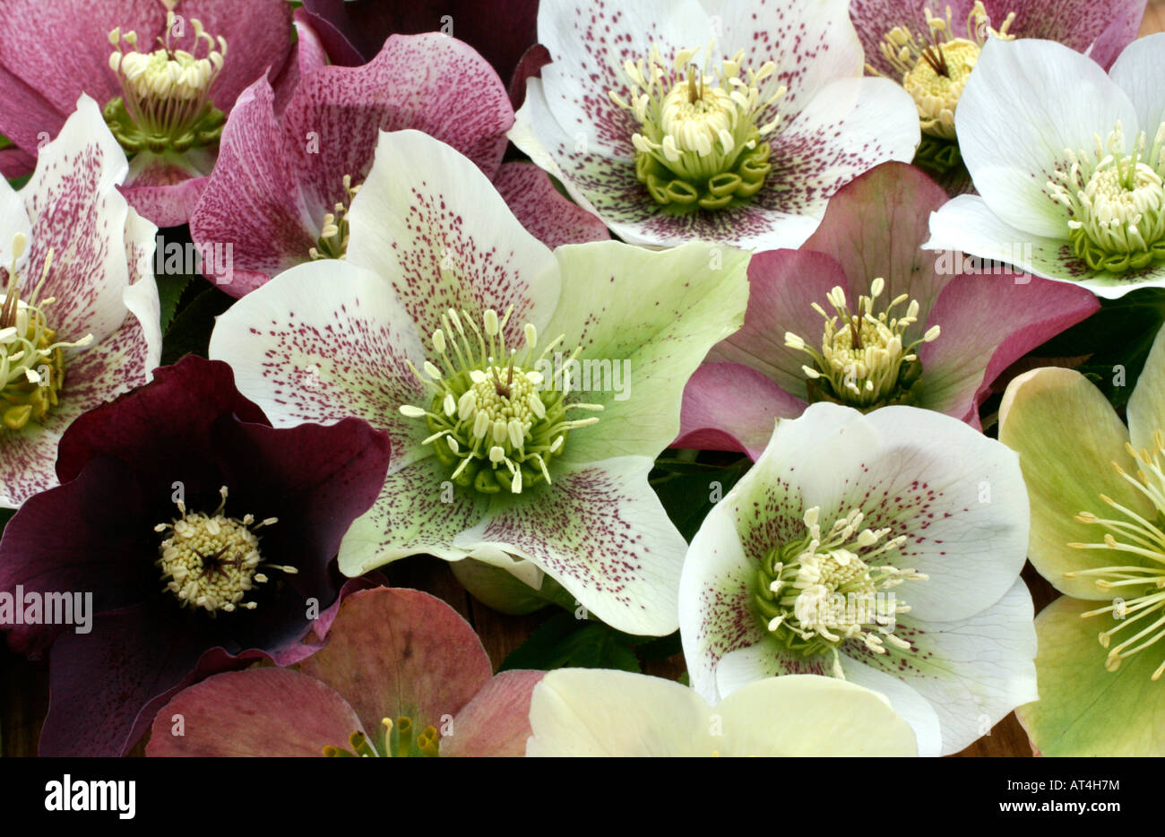 HELLEBORUS X HYBRIDUS FLOWERS Stock Photo Alamy
