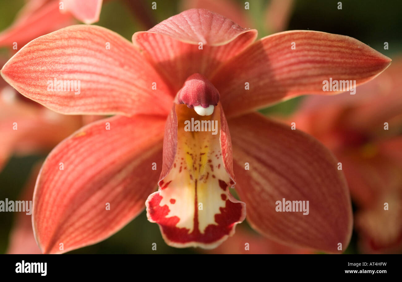 Orange cymbidium orchid hybrid Stock Photo