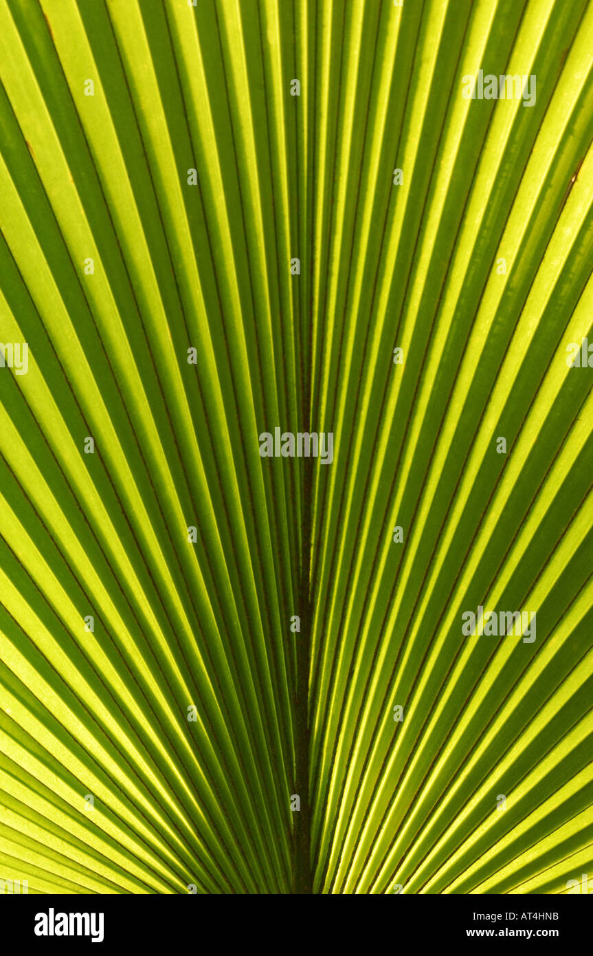 Fan palm seed hires stock photography and images Alamy