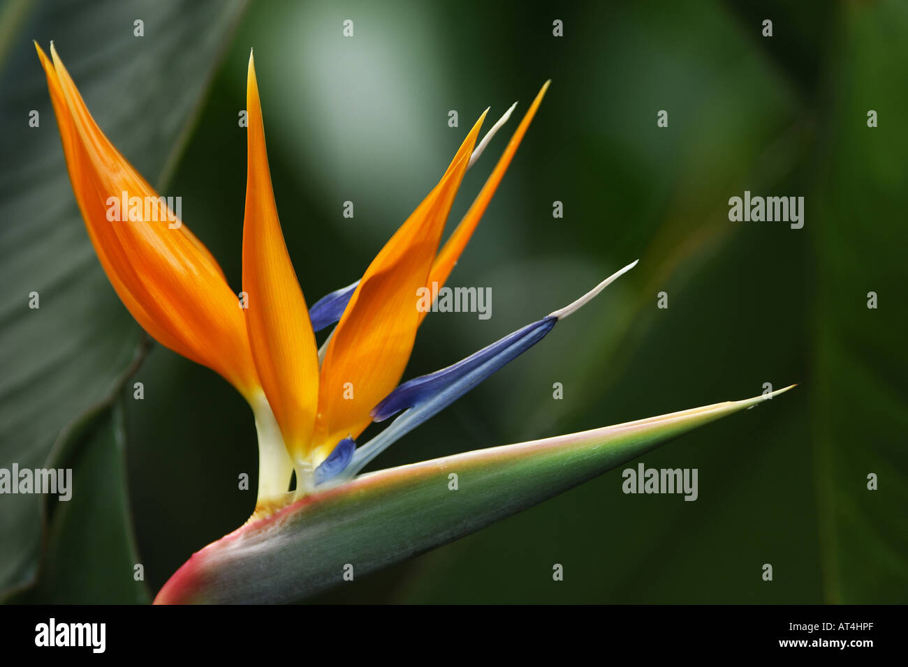 crane flower, bird of paradise flower, geel piesang (Strelitzia reginae ...