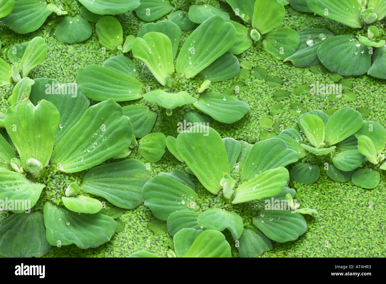 water lettuce, water cabbage, shellflower (Pistia stratiotes), with