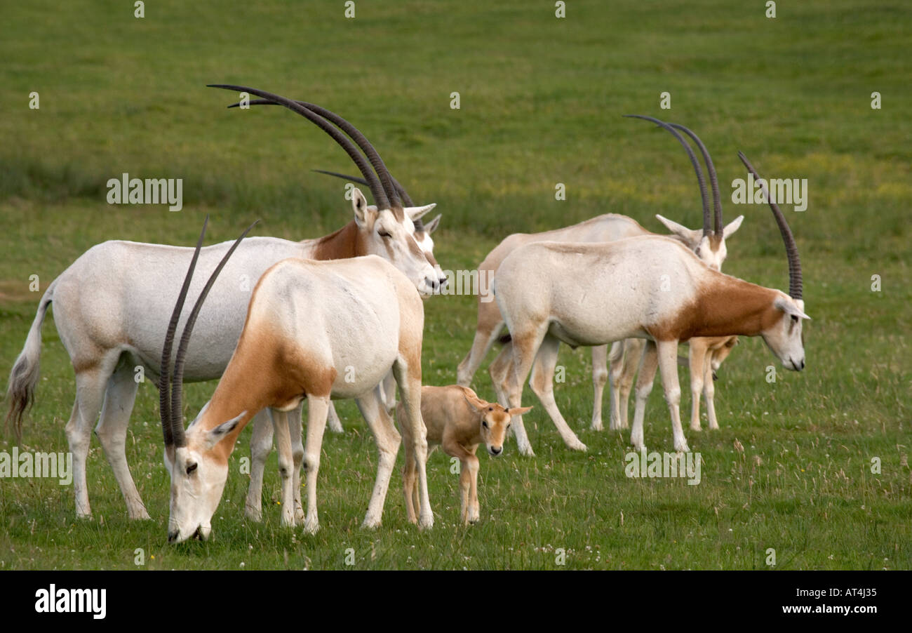 scimitar-horned-oryx-oryx-dammah-stock-photo-alamy