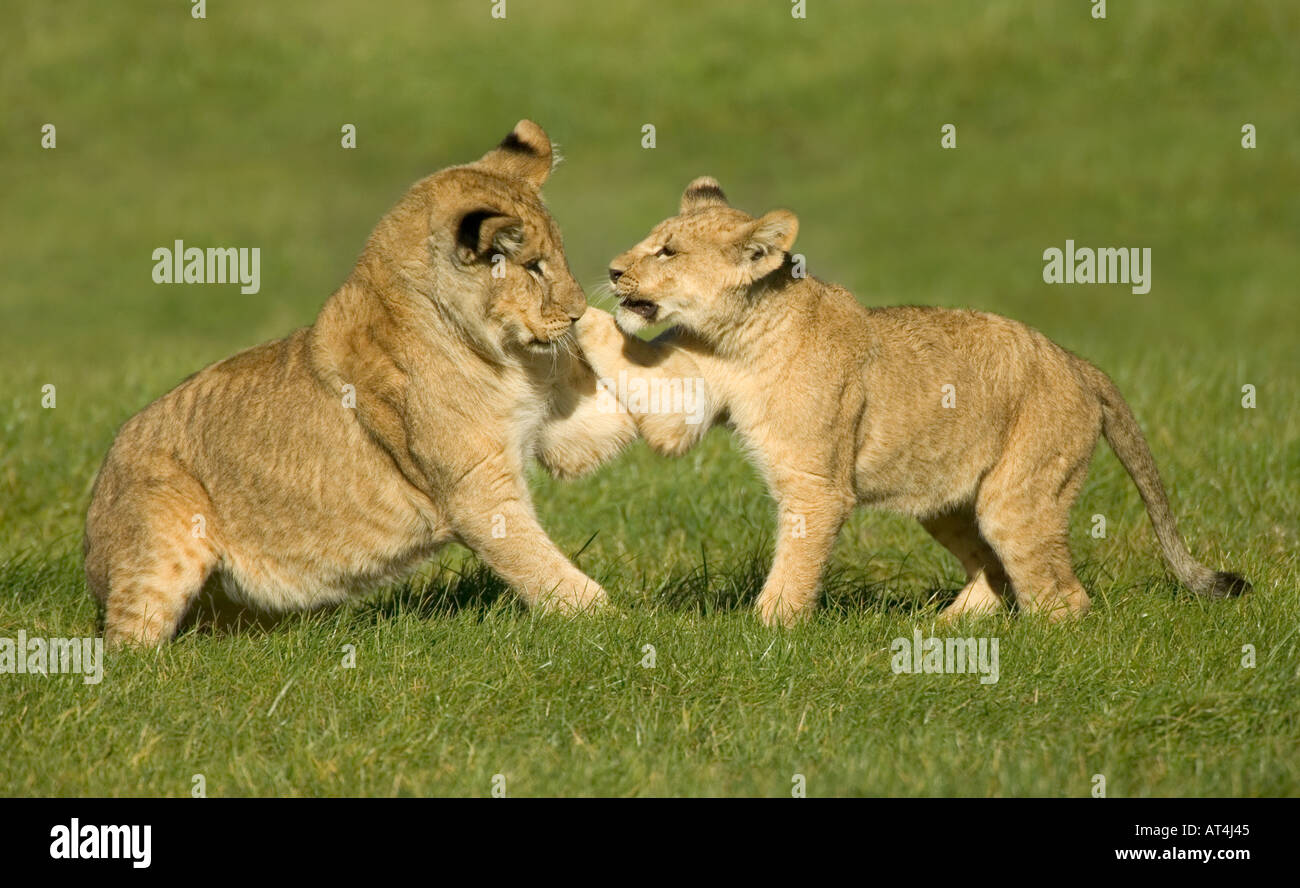 Lion Cubs playing Panthera leo Stock Photo - Alamy