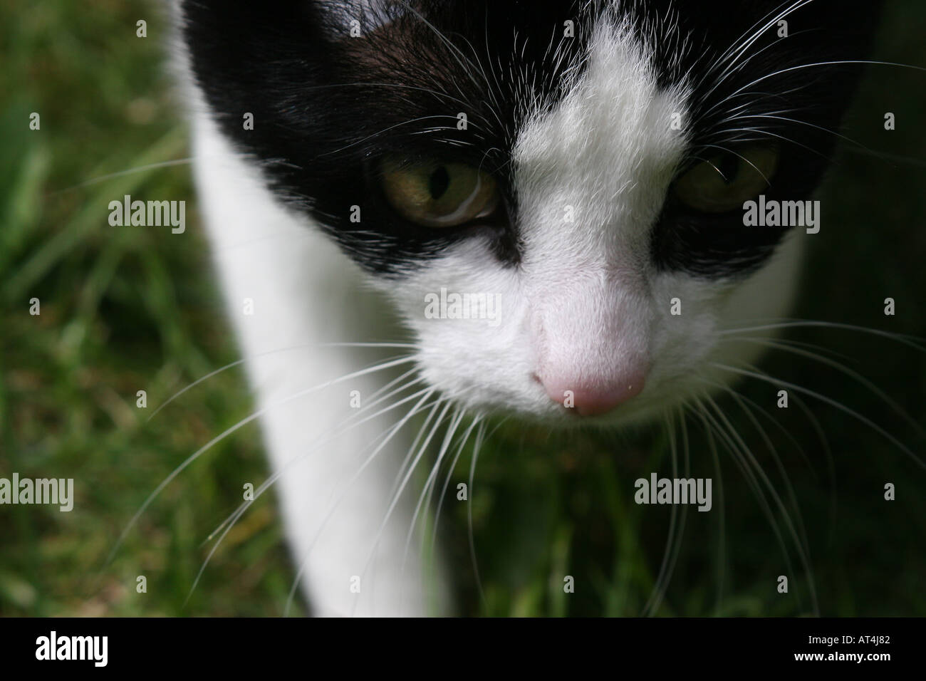 Black and white cat stalking Stock Photo - Alamy