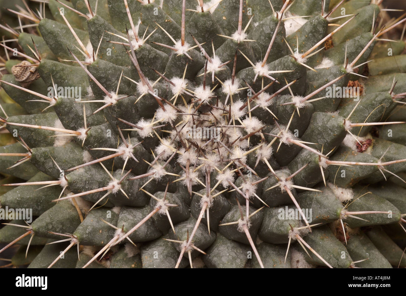 Thorns of Mammillaria gigantea, a cactus endemic to Mexico Stock Photo -  Alamy