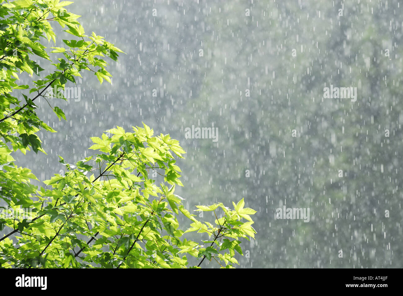 summerrain, raindrops in backlight Stock Photo - Alamy