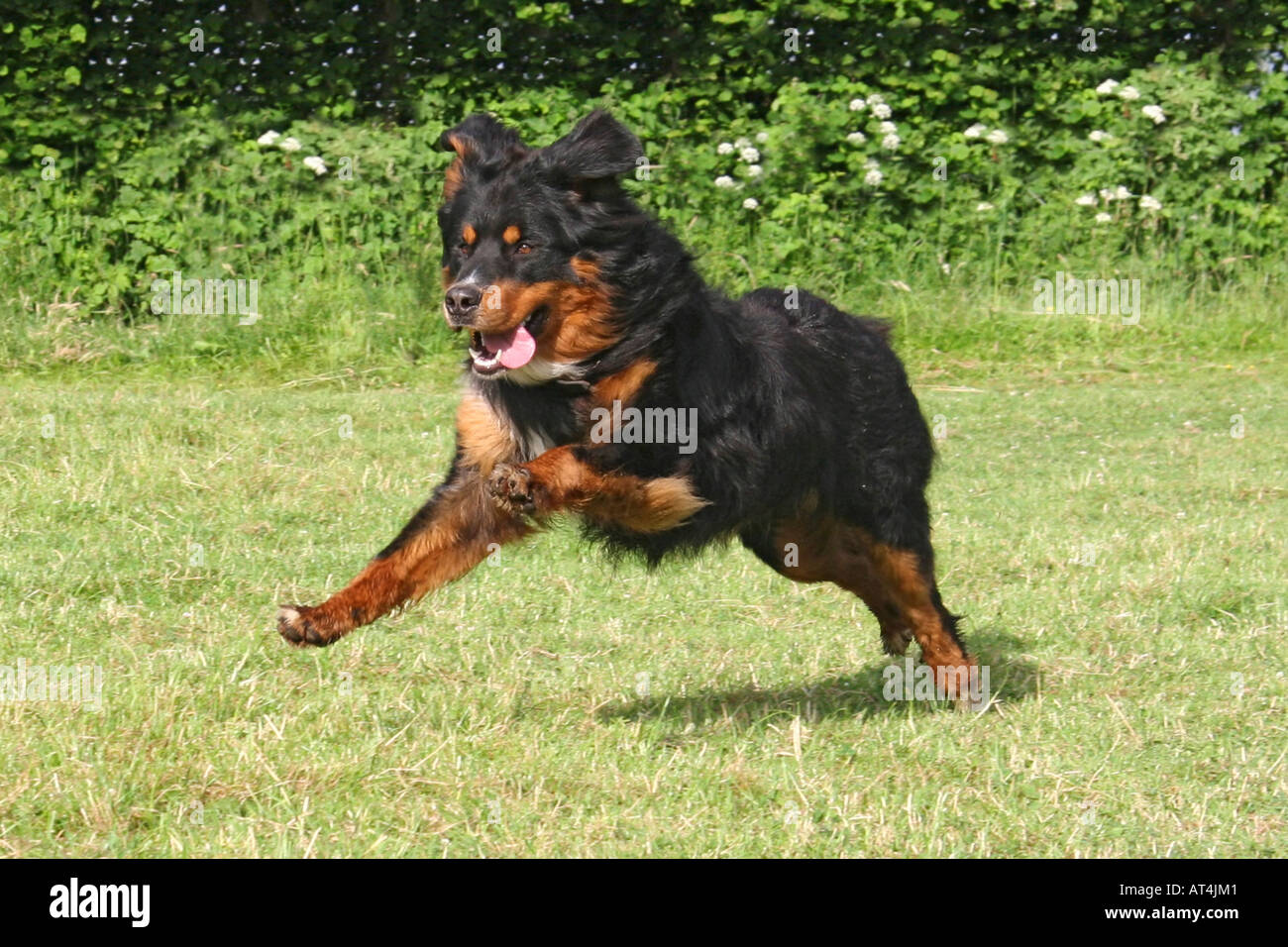 Bernese Mountain Dog (Canis lupus f. familiaris), running Bernesse Mountain Dog Stock Photo