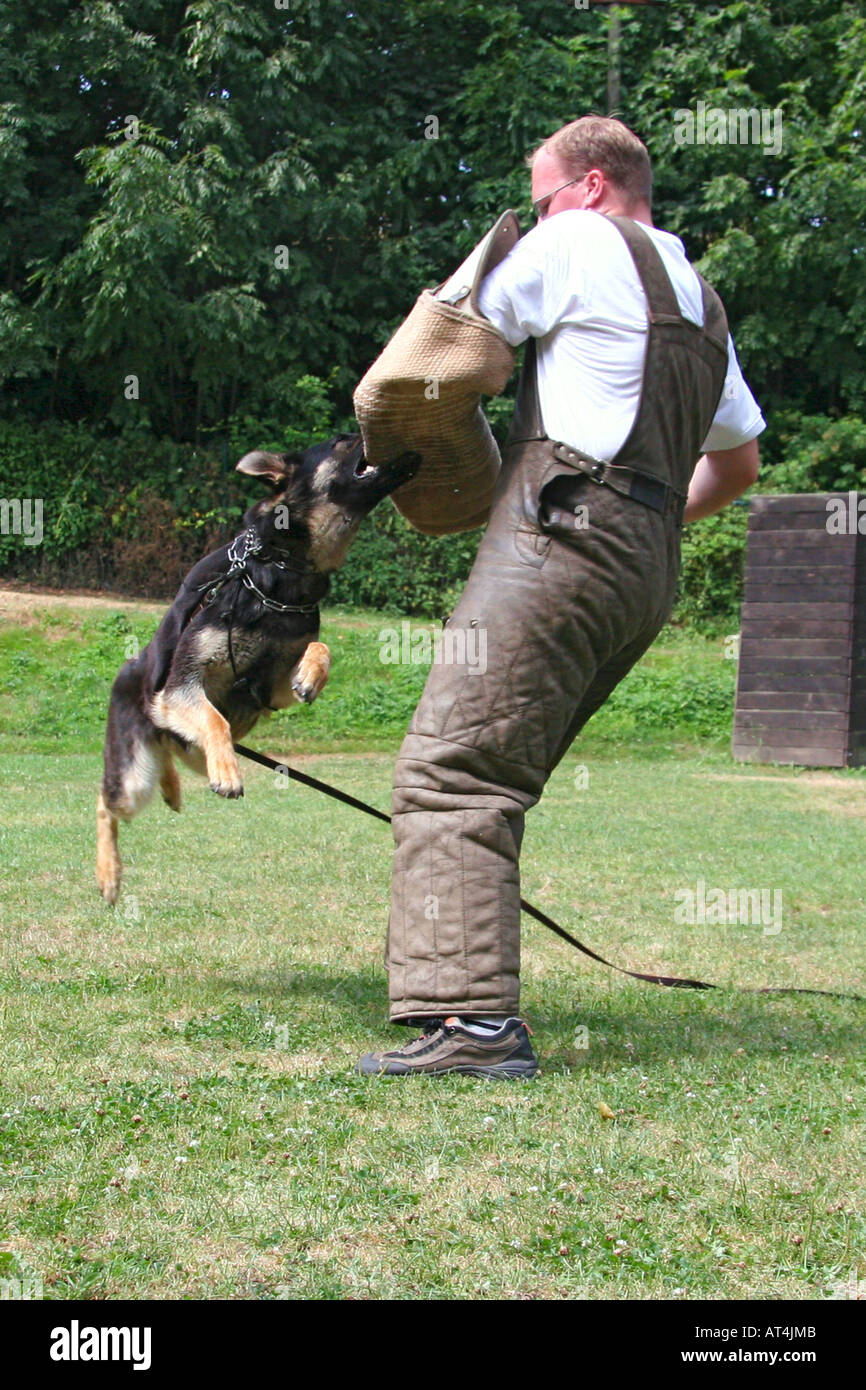 German Shepherd Dog (Canis lupus f. familiaris), german shepherd working as a Schutzhund