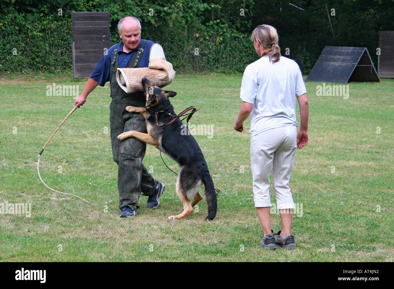 German Shepherd Dog (Canis lupus f. familiaris), german shepherd working as a Schutzhund