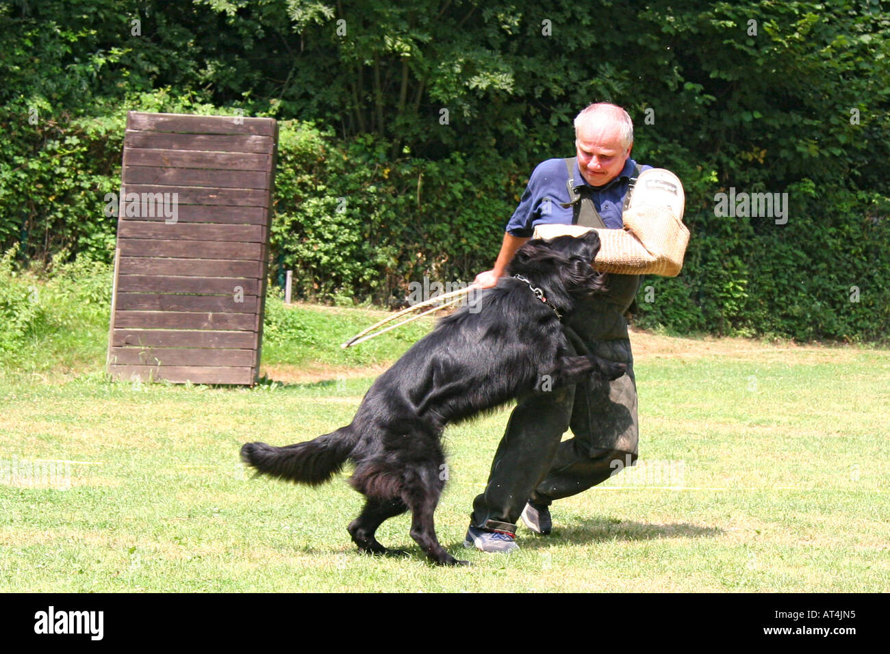 German Shepherd Dog Canis lupus f. familiaris german shepherd