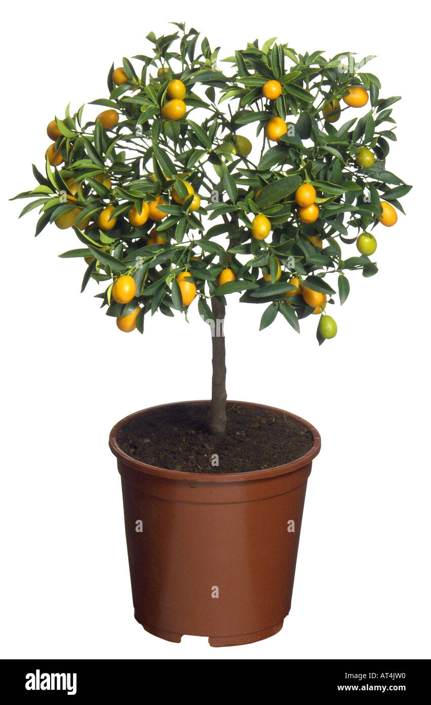 Calamondin, Calomondin (Citrus microcarpa, Citrus x microcapra, Citrus mitis), potted plant Stock Photo
