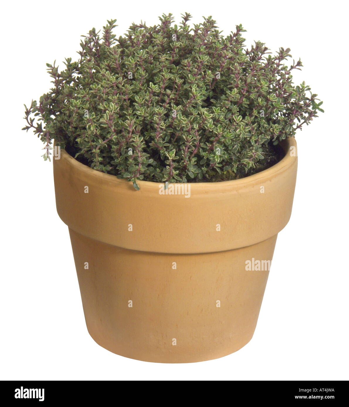 Thymus marschallianus (Thymus x citriodorus, Thymus citriodorus), cv. Variegatus: potted plant Stock Photo