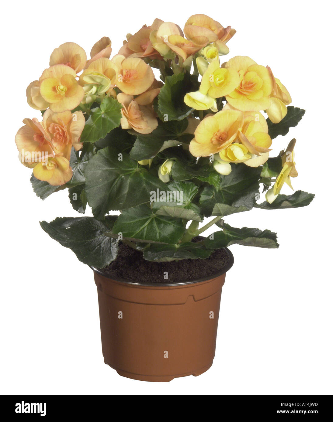 Begonia (Begonia elatior-Hybriden), potted plant Stock Photo
