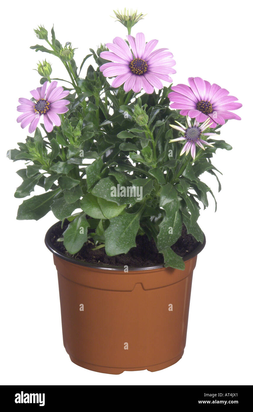 African Daisy, Lavender African Daisy, Norlindh freeway daisy (Osteospermum ecklonis), potted plant Stock Photo