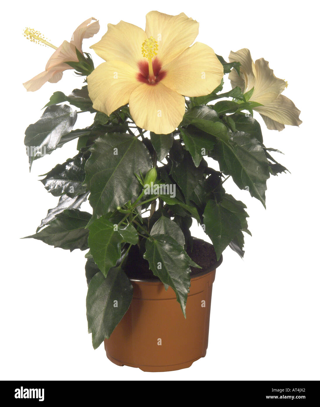 Chinese hibiscus (Hibiscus rosasinensis), potted plant Stock Photo