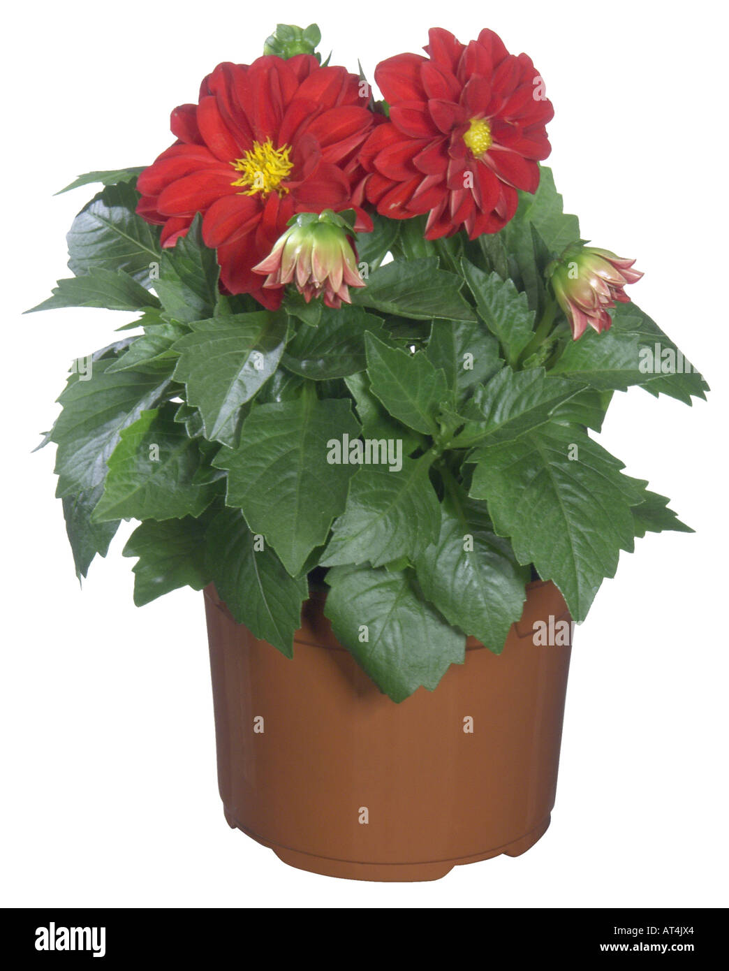 georgina (Dahlia pinnata), potted plant Stock Photo